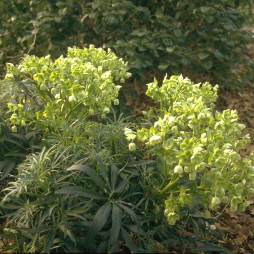 Helleborus foetidus (Plant habit)