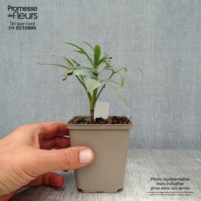 Example of Helleborus foetidus Kleine Töpfe von 8/9 cm as you get in automne