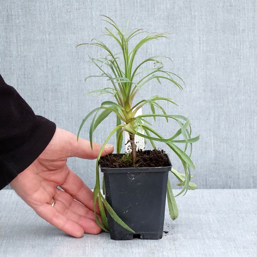 Exemplar von Helleborus foetidus Kleine Töpfe von 8/9 cm wie im Frühjahr geliefert