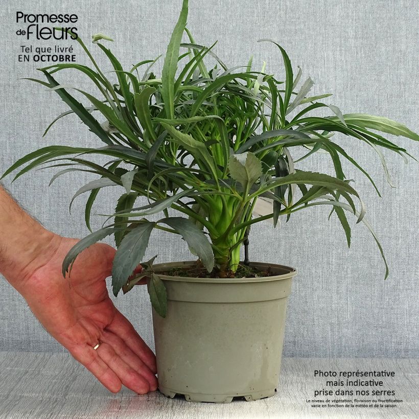 Example of Helleborus foetidus Sopron - Stinkende Nieswurz Topf mit 2L/3L as you get in automne