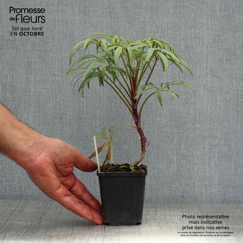 Example of Helleborus foetidus Wester Flisk Group - Stinkende Nieswurz Kleine Töpfe von 8/9 cm as you get in automne