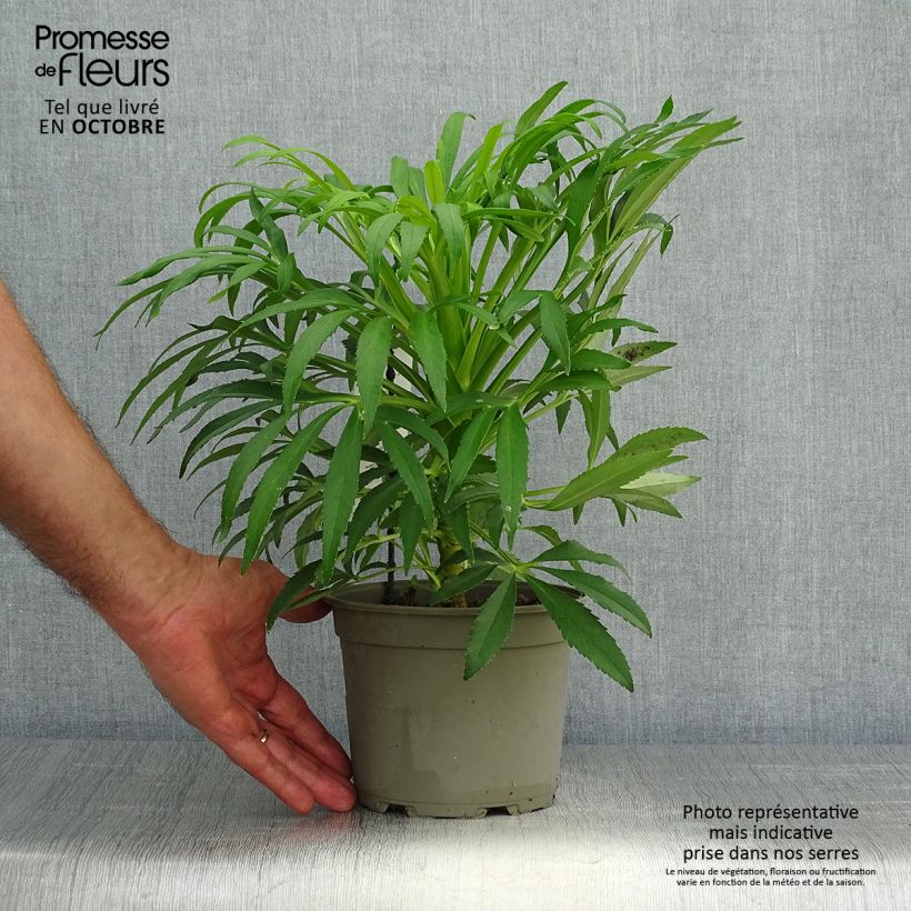 Example of Helleborus foetidus Yellow - Stinkende Nieswurz Topf mit 1,5L/2L as you get in automne