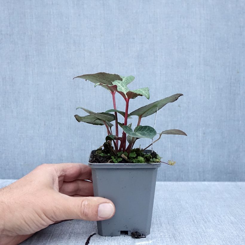 Exemplar von Helleborus lividus Kleine Töpfe von 8/9 cm wie im Herbst geliefert