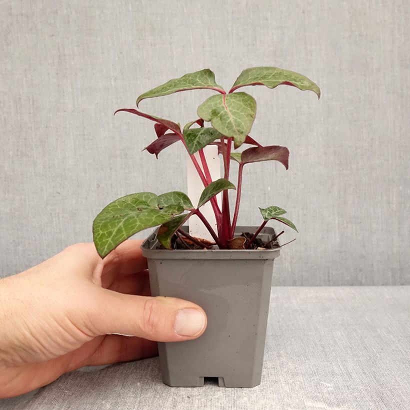 Exemplar von Helleborus lividus Kleine Töpfe von 8/9 cm wie im Winter geliefert