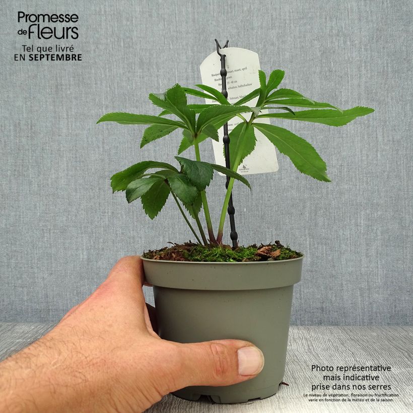 Example of Helleborus multifidus ssp. bocconei Topf mit 1L/1,5L as you get in automne