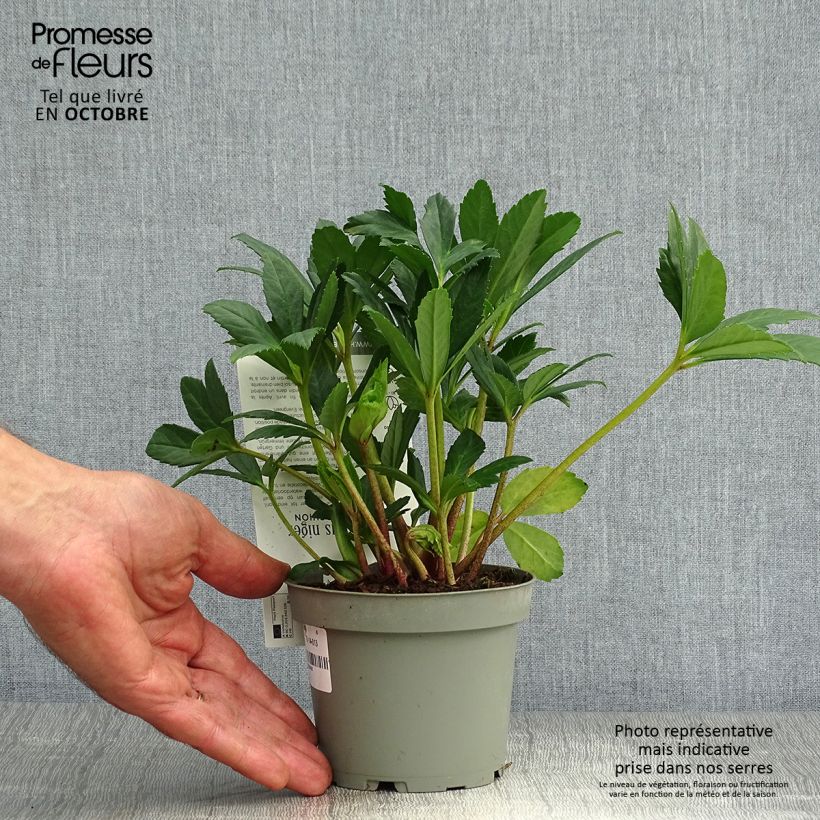 Example of Helleborus niger Double Fashion - Schwarze Nieswurz Topf mit 1L/1,5L as you get in automne