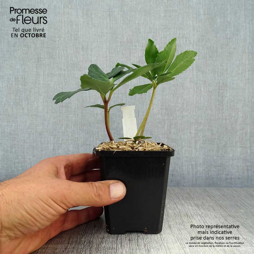 Example of Helleborus niger - Schwarze Nieswurz Kleine Töpfe von 8/9 cm as you get in automne