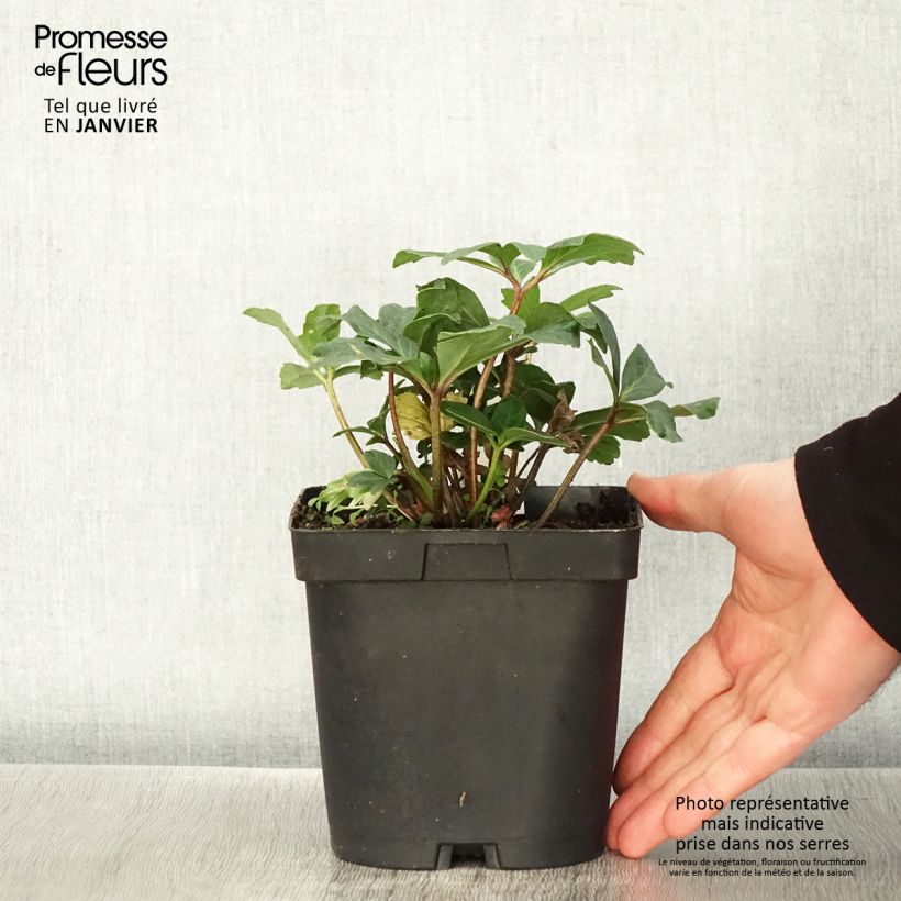 Exemplar von Helleborus niger - Schwarze Nieswurz Topf mit 2L/3L wie im Winter geliefert