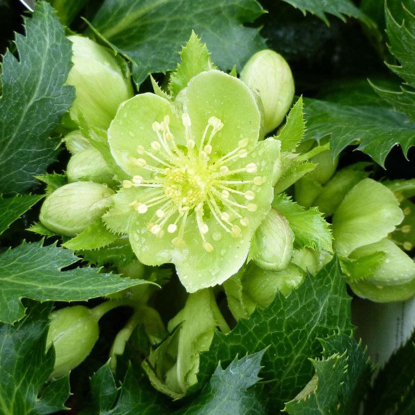 Helleborus sternii Boughton Beauty - Nieswurz-Hybride (Flowering)