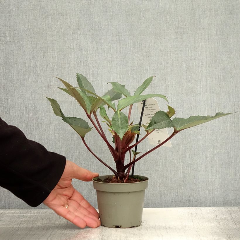 Example of Helleborus sternii Boughton Beauty - Nieswurz-Hybride Topf mit 1L/1,5L as you get in automne