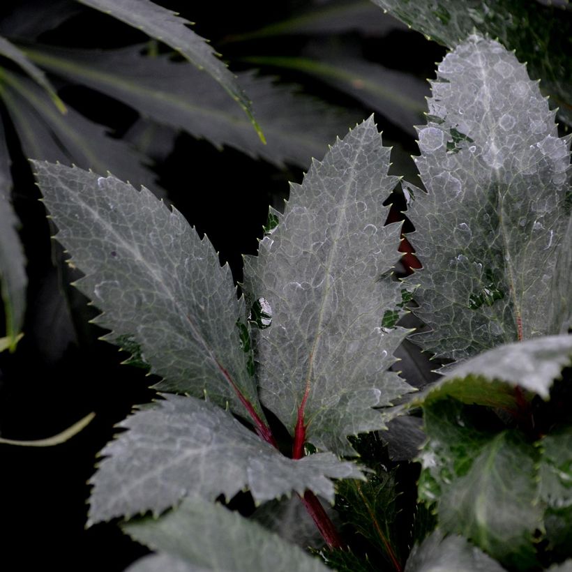 Helleborus sternii Flame - Nieswurz-Hybride (Foliage)