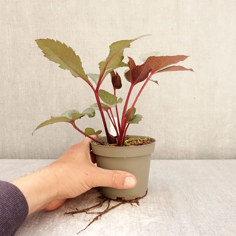 Exemplar von Helleborus sternii Flame - Nieswurz-Hybride Topf 12 cm / 13 cm wie im Frühjahr geliefert