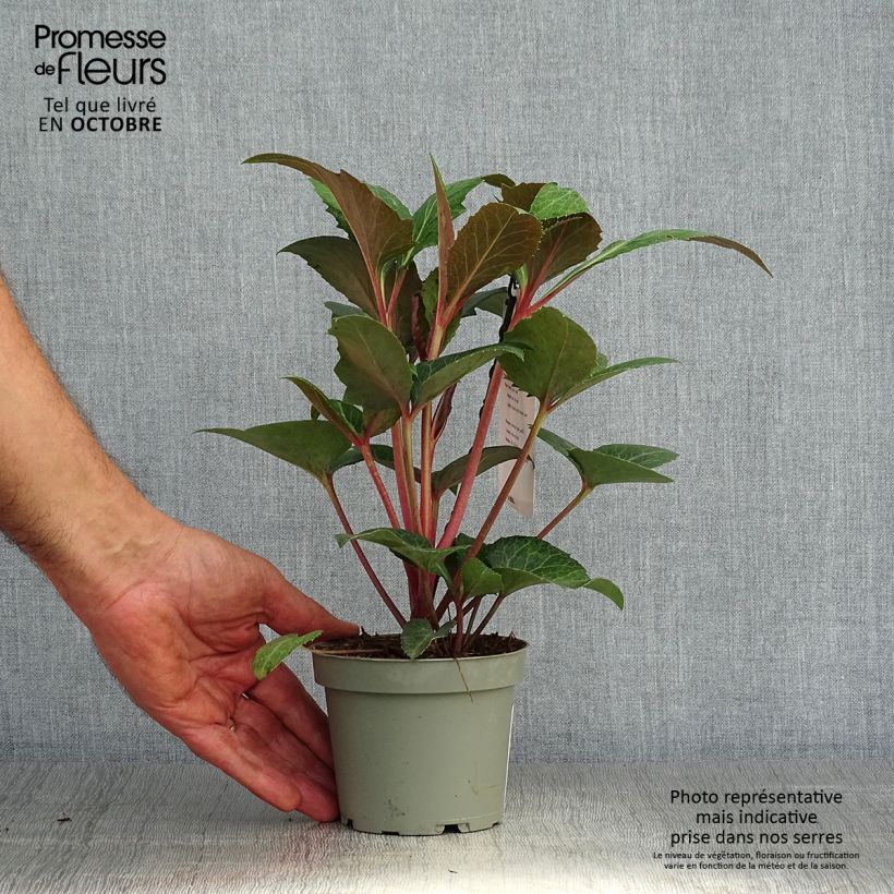 Example of Helleborus sternii Flame - Nieswurz-Hybride Topf 12 cm / 13 cm as you get in automne