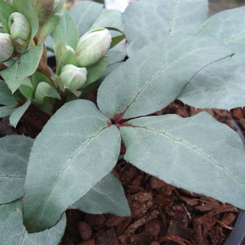 Helleborus sternii Grey Star - Nieswurz-Hybride (Foliage)