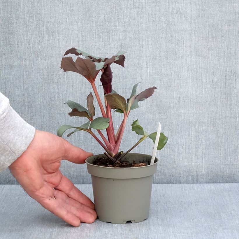 Exemplar von Helleborus sternii Grey Star - Nieswurz-Hybride Topf mit 1L/1,5L wie im Frühjahr geliefert