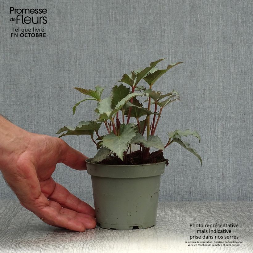 Example of Helleborus sternii Grey Star - Nieswurz-Hybride Topf mit 1L/1,5L as you get in automne