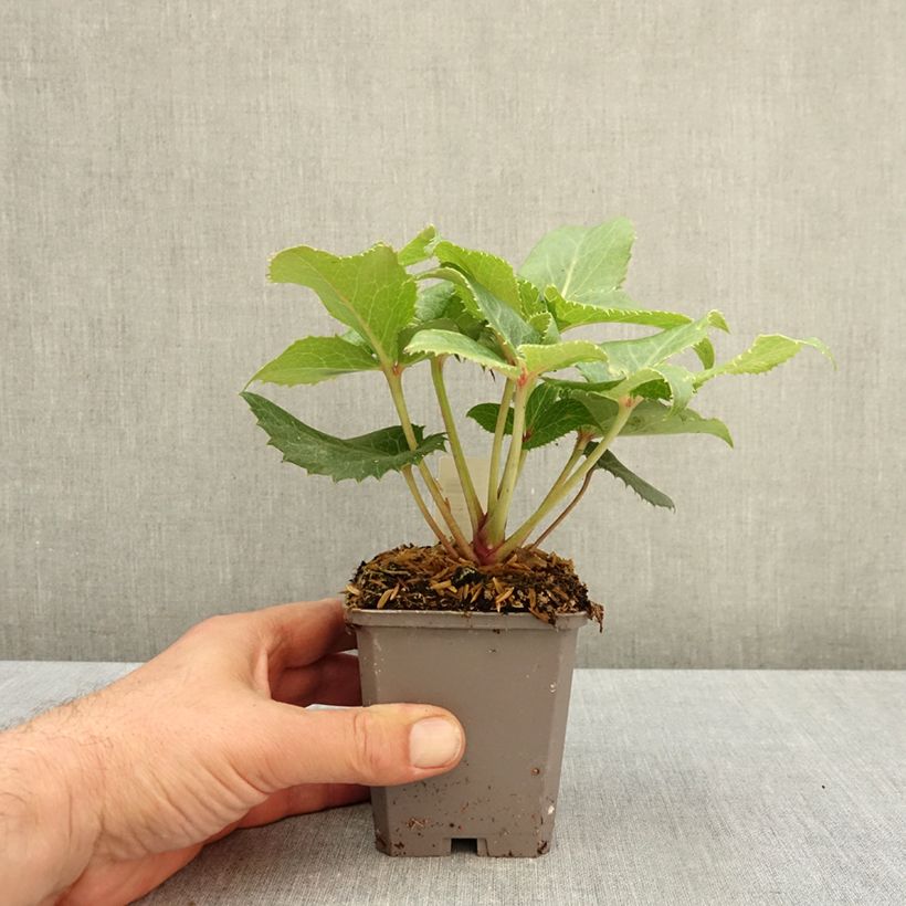 Exemplar von Helleborus sternii - Nieswurz-Hybride Kleine Töpfe von 8/9 cm wie im Herbst geliefert