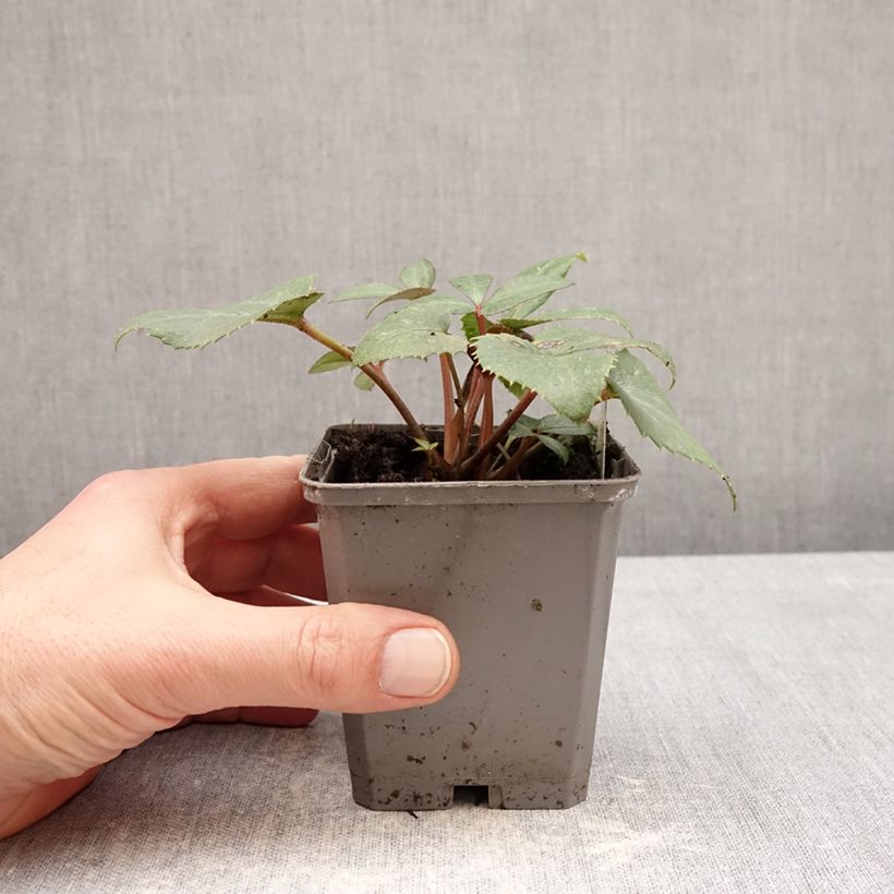 Exemplar von Helleborus sternii - Nieswurz-Hybride Kleine Töpfe von 8/9 cm wie im Winter geliefert