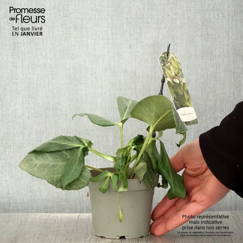 Exemplar von Helleborus sternii - Nieswurz-Hybride Topf 12 cm / 13 cm wie im Winter geliefert