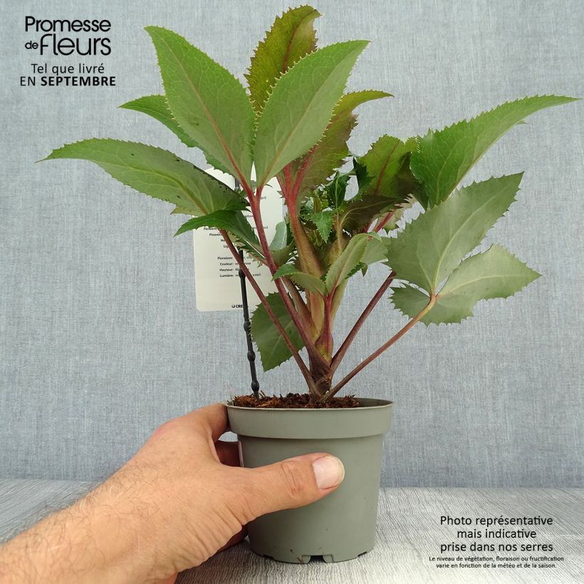 Example of Helleborus sternii - Nieswurz-Hybride Topf mit 1L/1,5L as you get in automne