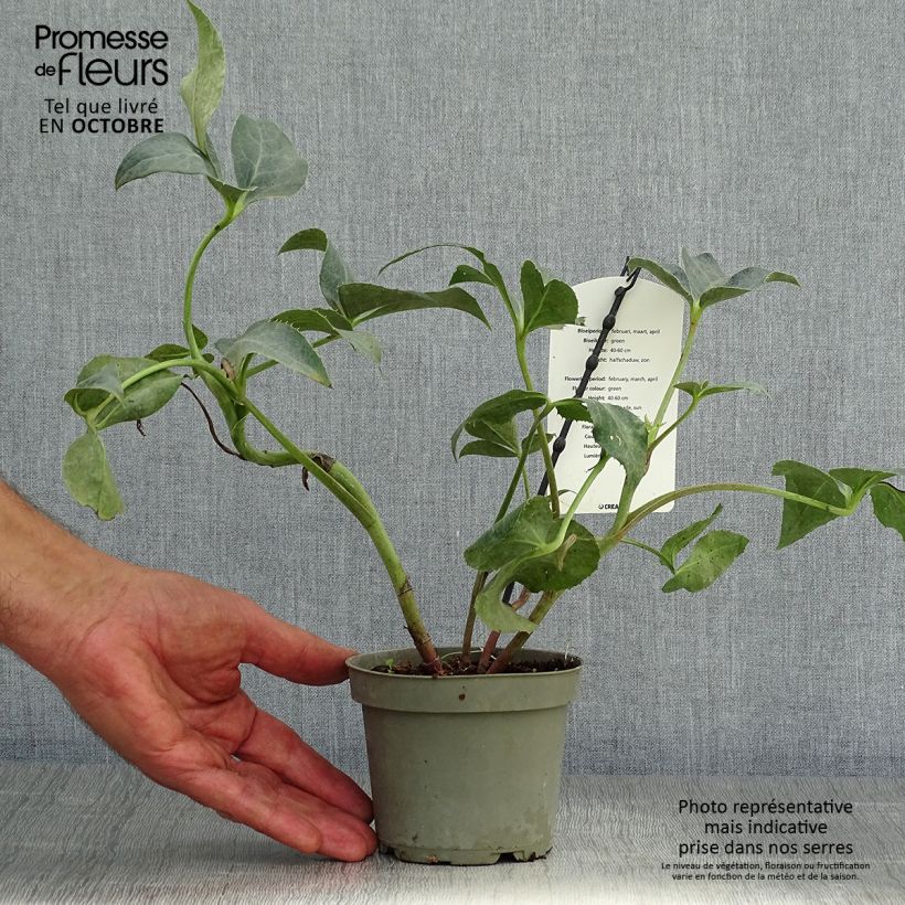 Example of Helleborus sternii Remi - Nieswurz-Hybride Topf mit 1L/1,5L as you get in automne