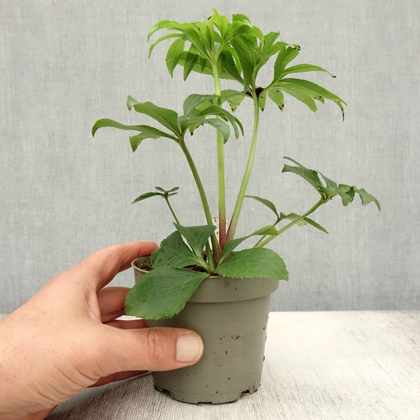 Example of Helleborus torquatus Party Dress Hybriden Topf 12 cm / 13 cm as you get in automne