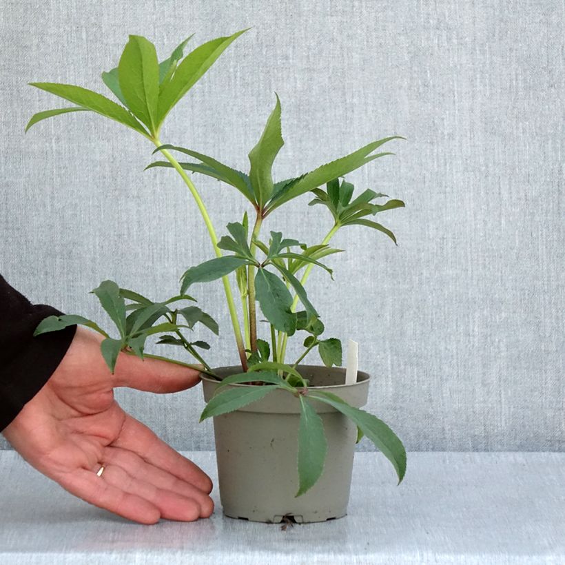 Exemplar von Helleborus torquatus Party Dress Hybriden Topf mit 1L/1,5L wie im Frühjahr geliefert
