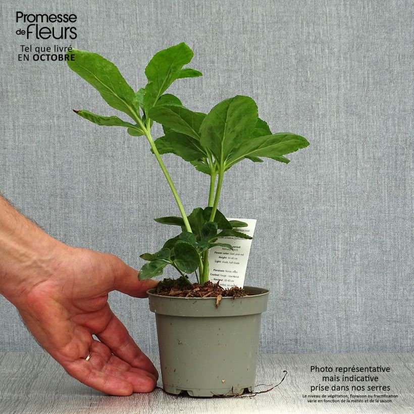Example of Helleborus orientalis subsp. abchasicus Topf 12 cm / 13 cm as you get in automne