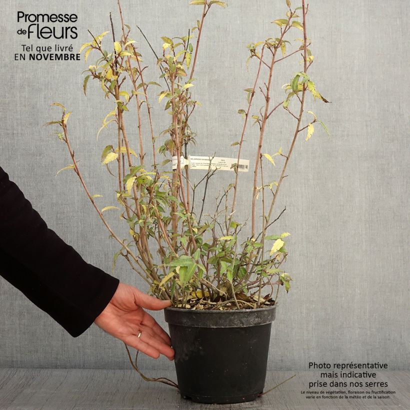 Example of Helwingia himalaica Topf mit 3L/4L as you get in automne
