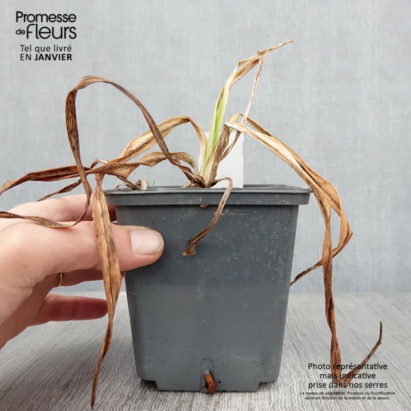 Exemplar von Hemerocallis Alaqua - Taglilie Topf mit 1L/1,5L wie im Winter geliefert