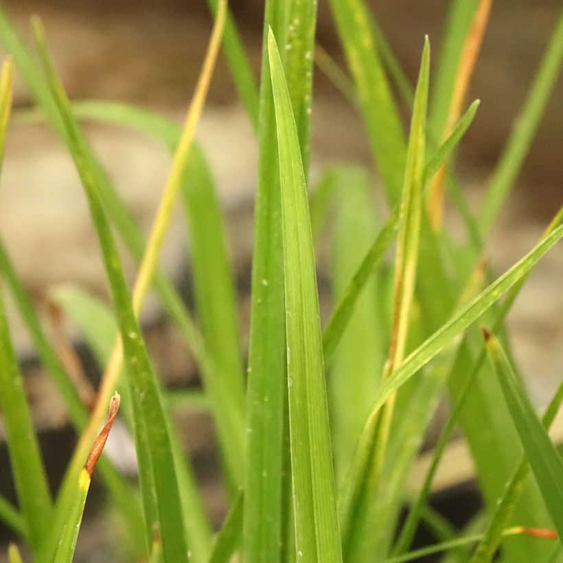 Hemerocallis Alice in Wonderland - Taglilie (Foliage)