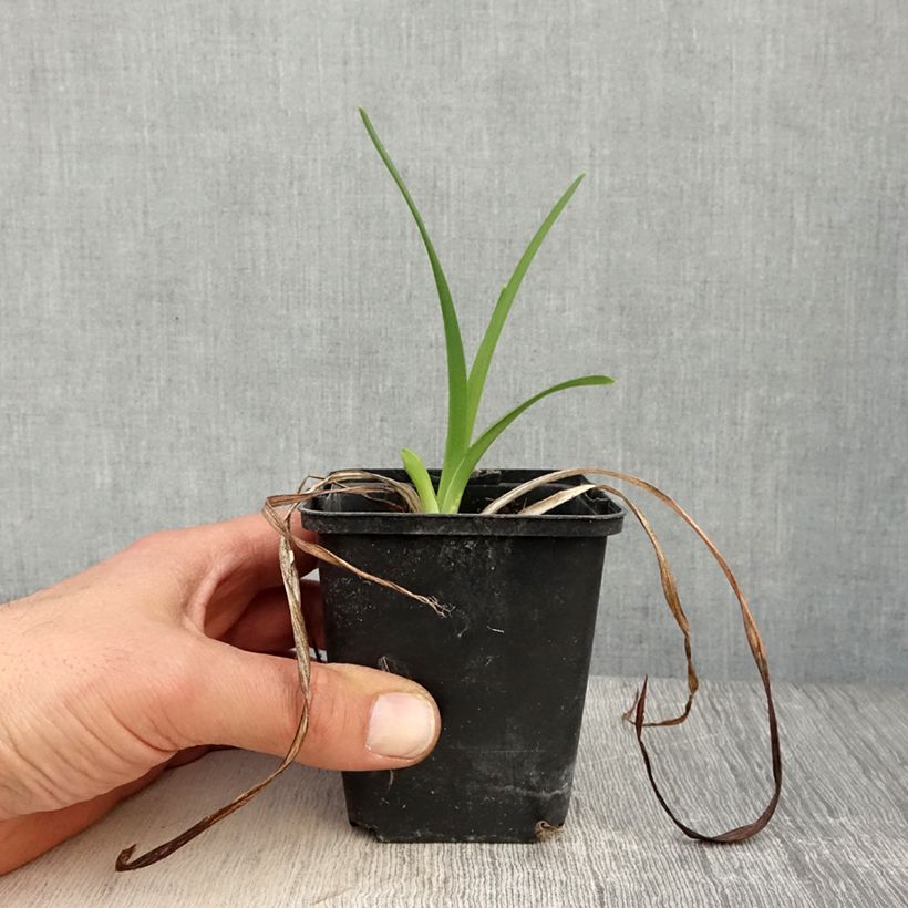 Example of Hemerocallis Amadeus - Taglilie Kleine Töpfe von 8/9 cm as you get in printemps