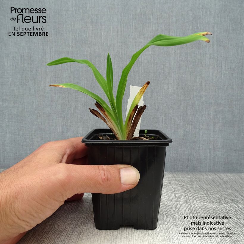 Example of Hemerocallis American Revolution - Taglilie Kleine Töpfe von 8/9 cm as you get in automne