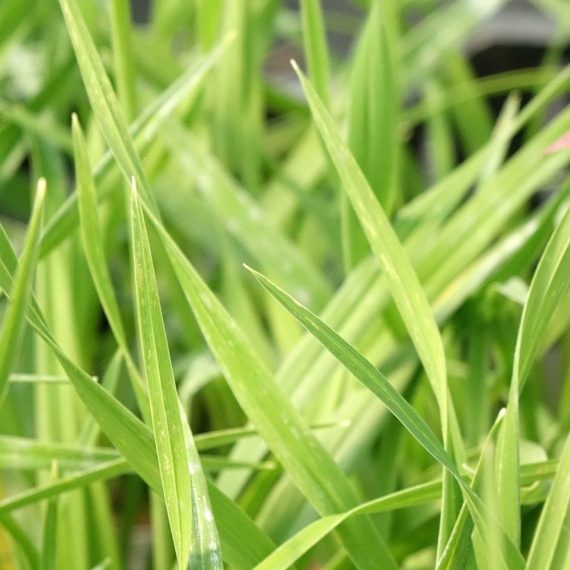 Hemerocallis American Revolution - Taglilie (Foliage)