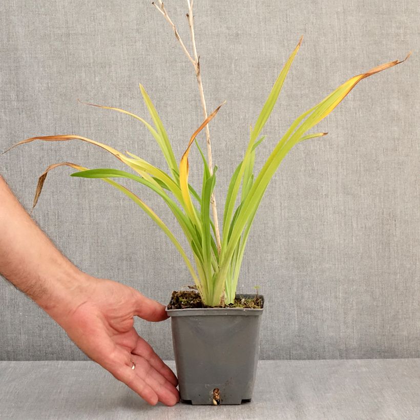 Example of Hemerocallis Amerstone Amethyst Jewel - Taglilie Topf mit 1L/1,5L as you get in ete