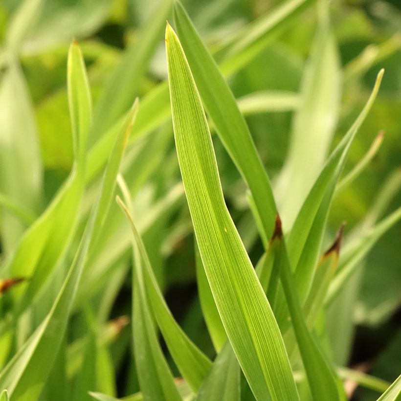 Hemerocallis Amerstone Amethyst Jewel - Taglilie (Foliage)