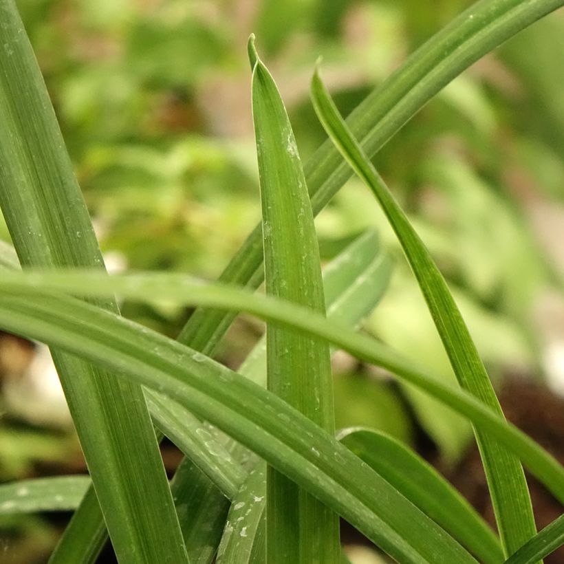 Hemerocallis Arctic Snow - Taglilie (Foliage)