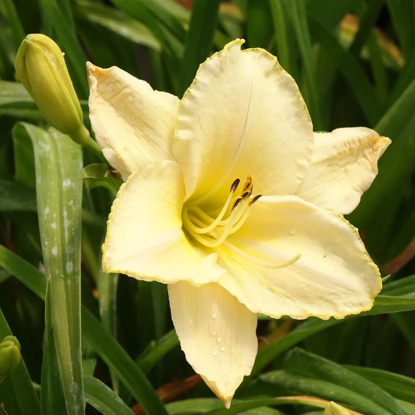 Hemerocallis Arctic Snow - Taglilie (Flowering)