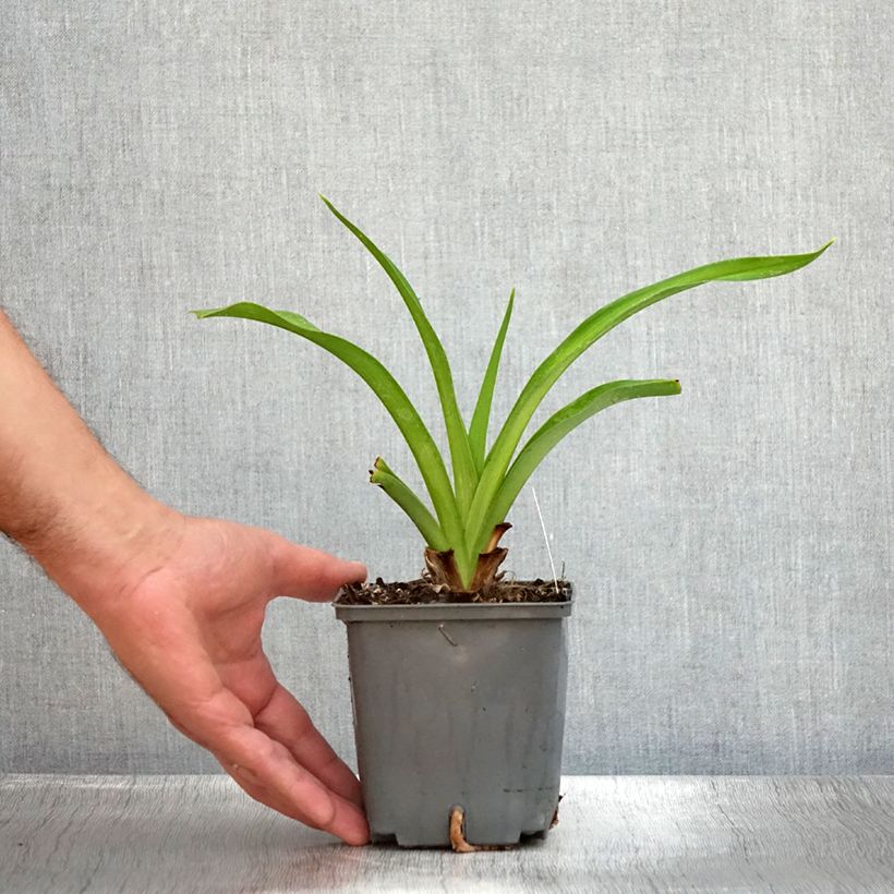 Example of Hemerocallis Baracuda Bay - Taglilie Topf mit 1L/1,5L as you get in ete
