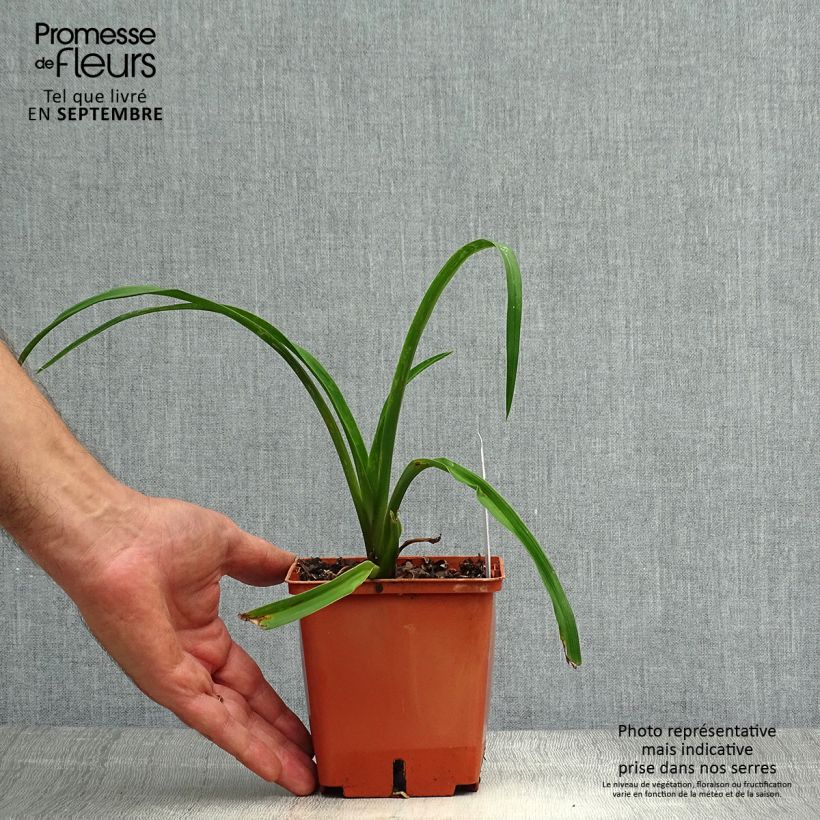 Example of Hemerocallis Barbara Mitchell - Taglilie Topf mit 1L/1,5L as you get in automne