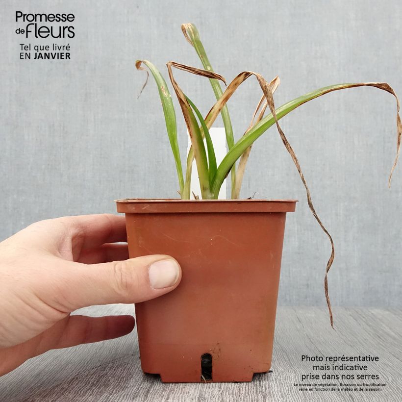 Exemplar von Hemerocallis Barbara Mitchell - Taglilie Topf mit 1L/1,5L wie im Winter geliefert