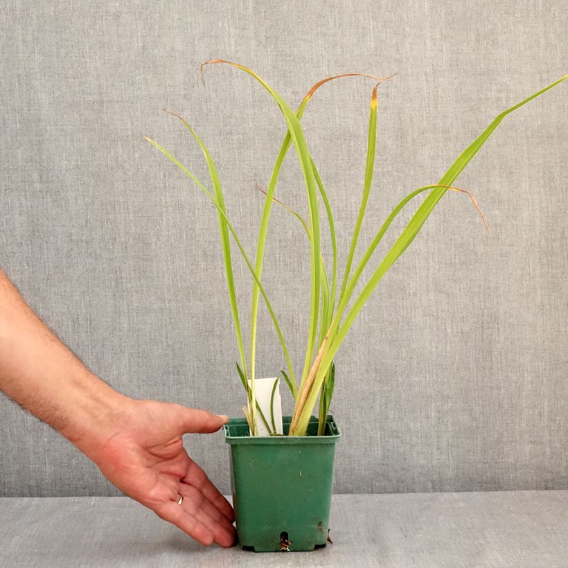 Example of Hemerocallis Black Eyed Susan - Taglilie Topf mit 1L/1,5L as you get in ete
