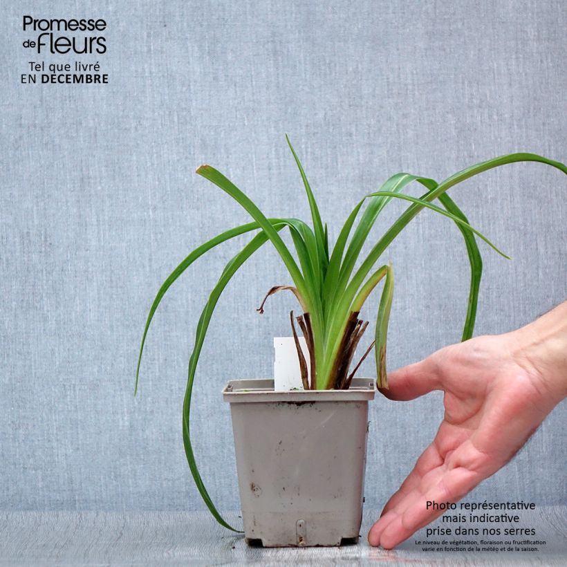 Example of Hemerocallis Black Stockings - Taglilie Topf mit 1L/1,5L as you get in automne