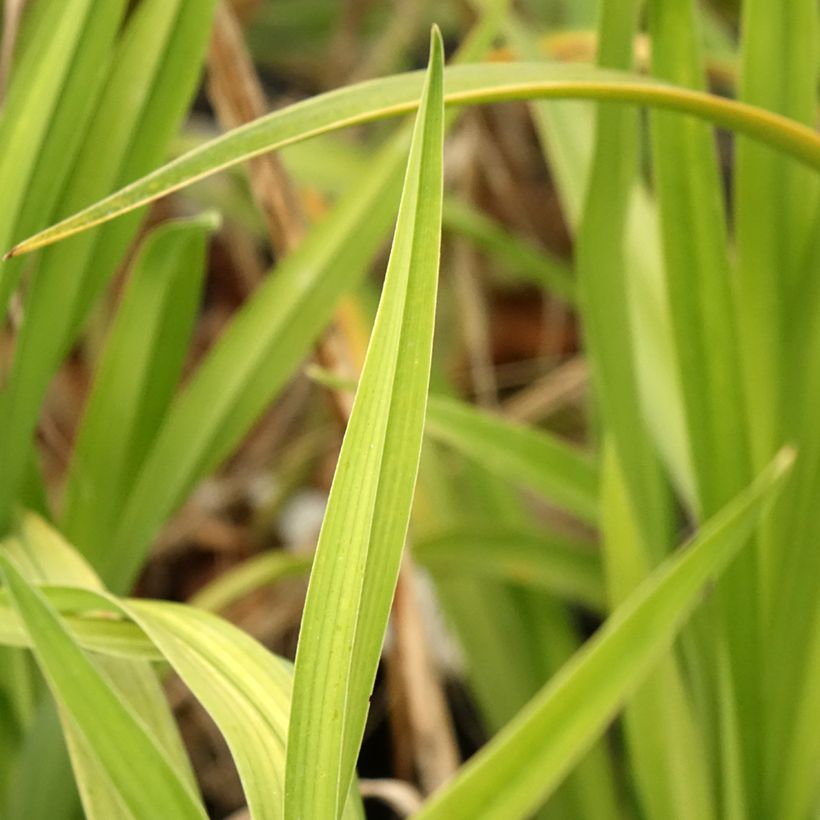 Hemerocallis Black Stockings - Taglilie (Foliage)