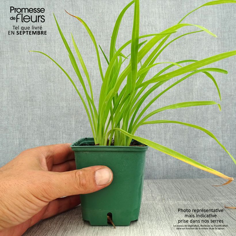 Example of Hemerocallis Bonanza - Taglilie Kleine Töpfe von 8/9 cm as you get in ete