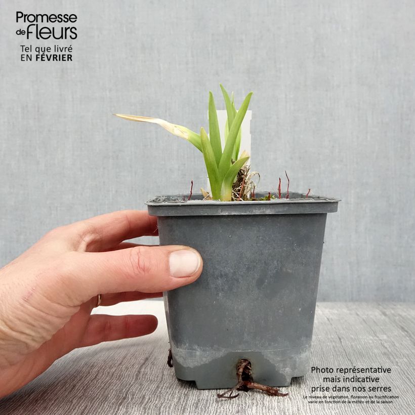 Exemplar von Hemerocallis Calico Jack - Taglilie Topf mit 1L/1,5L wie im Winter geliefert