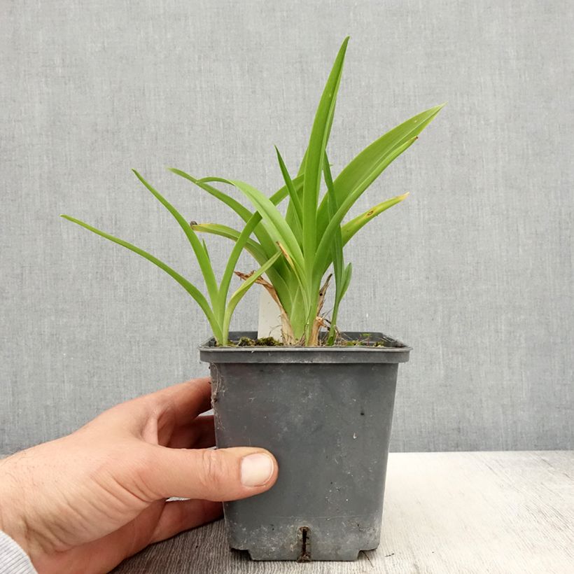 Exemplar von Hemerocallis Calico Jack - Taglilie Topf mit 1L/1,5L wie im Frühjahr geliefert