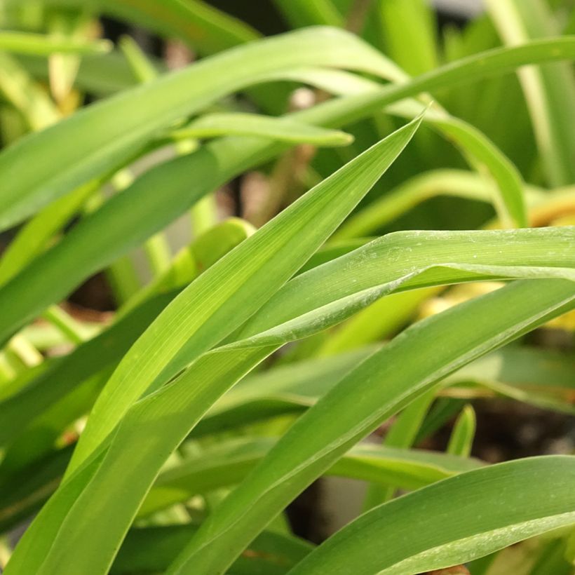 Hemerocallis Calico Jack - Taglilie (Foliage)
