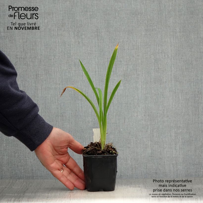 Example of Hemerocallis Canadian Border Patrol - Taglilie Kleine Töpfe von 8/9 cm as you get in automne
