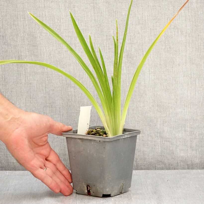Example of Hemerocallis Cape Breton - Taglilie Topf mit 1L/1,5L as you get in ete